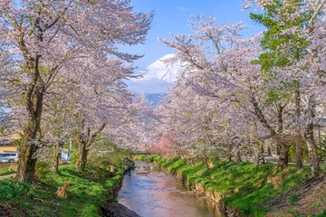 Fototapeta premium Cherry blossom along bothside of small canal at Oshino hakkai village and Fuji mountain in background.