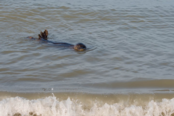 cute baby seal in close up