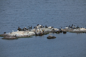 Bird Islands. Sweden sea coast landscape. Stylized photos with added noise