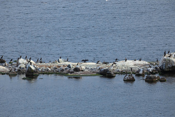 Bird Islands. Sweden sea coast landscape. Stylized photos with added noise
