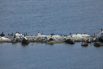 Bird Islands. Sweden sea coast landscape. Stylized photos with added noise