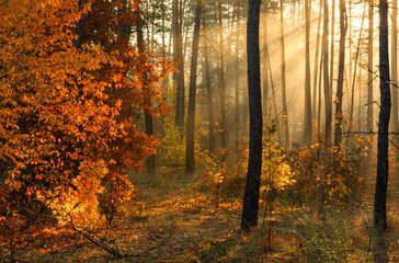 Walk in the autumn forest. Sun rays. Autumn colors. Fog.