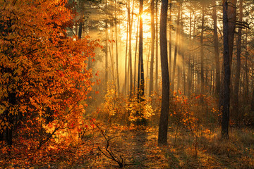 Walk in the autumn forest. Sun rays. Autumn colors. Fog.