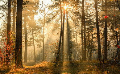 Walk in the autumn forest. Sun rays. Autumn colors. Fog.