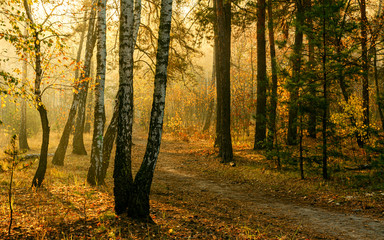 Walk in the autumn forest. Sun rays. Autumn colors. Fog.