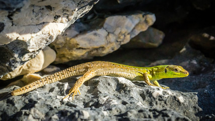 Urlaub in Kamenjak National Park Premantura