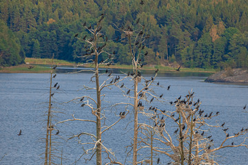 Bird Islands. Sweden sea coast landscape. Stylized photos with added noise