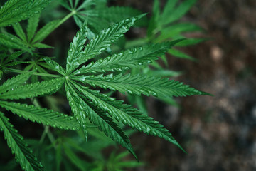 Abstract background of Marijuana leaves, cannabis