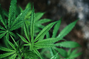 Naklejka na ściany i meble Abstract background of Marijuana leaves, cannabis