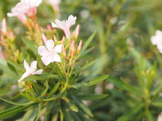 Sweet Oleander, Rose Bay, Nerium indicum Mill name pink flower blooming in garden on blurred of...