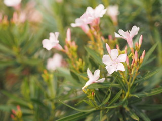 Sweet Oleander, Rose Bay, Nerium indicum Mill name pink flower blooming in garden on blurred of...