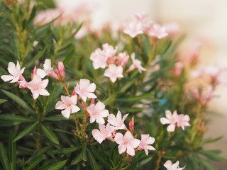 Sweet Oleander, Rose Bay, Nerium indicum Mill name pink flower blooming in garden on blurred of...