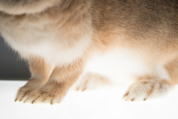 可愛いミニウサギの足のアップ写真