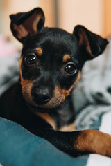 Obraz premium Dog looking the camera