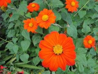 Fiori ravvicinati e colorati