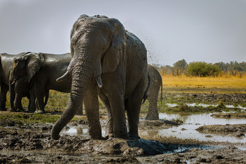 Fototapeta premium Elefant