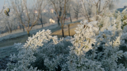 Fototapeta na wymiar flowers in snow on winter morning