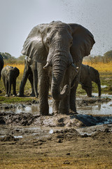 Fototapeta premium Elefant