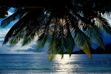 Naklejka na ściany i meble Sunset view through a canopy of a palm tree in the Seychelles from a deserted beach