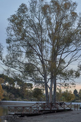 Eucalyptus tree at the sunset in a lake. Bright colorful sky and nice reflections in the water. Andalusia Marbella Malaga