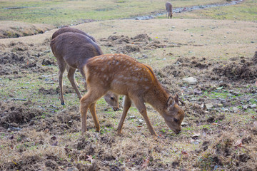 A couple of cute fawns in Nara park