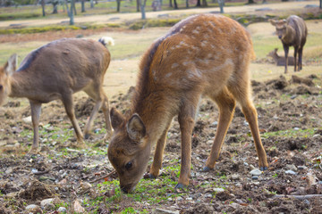 A couple of cute fawns in Nara park