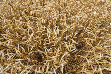 Texture of wheat ears