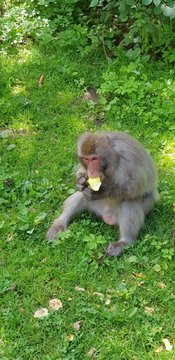 Macachi Giapponei in libert&agrave; nel parco di Affenberg vicino Villach In Austria