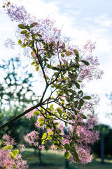 Wig-tree (Cotinus coggygria Scop.) with pink hairs ; highlighted by light and sharpness