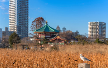Fototapeta na wymiar Seagull bird standing in front of the dried lotus of Shinobazu pond at Ueno in winter.