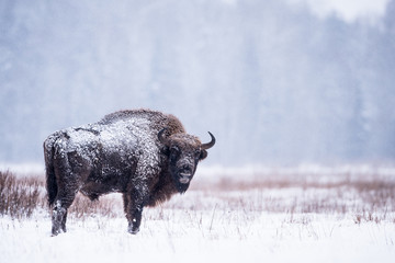 Isolated European bison on a very cold winter day