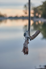 Rope swing in a lake at the sunset with bur background with sky reflection. The concept of healthy...