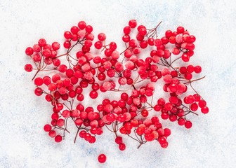 Red frozen berry closeup. Viburnum background.