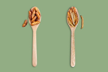 Bamboo edible worm insects crispy or Bamboo Caterpillar and Chrysalis Silkworm in wooden spoon on green colour background. The concept of protein food sources from insects.