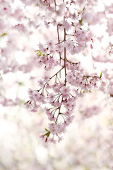 逆光のヤエベニシダレ