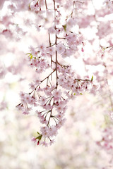 逆光のヤエベニシダレ