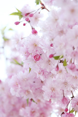 八重紅枝垂れ桜