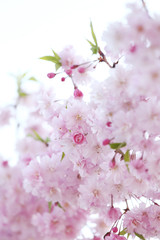 ヤエベニシダレ