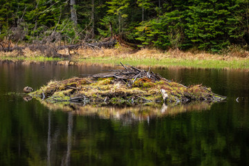 A Beaver Dam in the wilderness of Algonquin in Canada