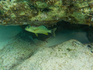 Parrotfish hiding beneath rock