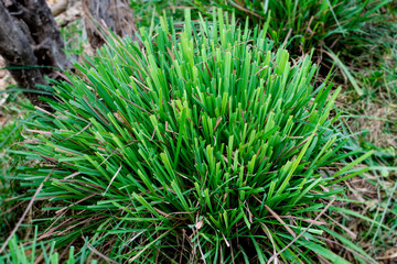 Lemongrass looks like a thick shrub-like shrub. The rhizomes close together into clumps.