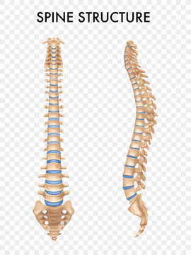 Spine Anatomy Realistic Set 