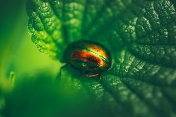 Insect