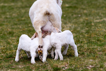 Naklejka na ściany i meble white mother goat with drinking babies