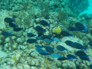 Fototapeta na wymiar School of blue fish swimming by