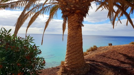 palm tree on beach