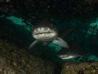 Fototapeta na wymiar Big dangerous smiley Shark posing and swim in the dark water.