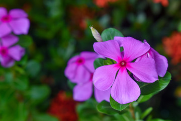 Obraz premium purple flower in the garden
