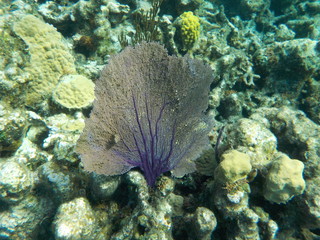 Closeup of purple blue fan coral with yellow coral