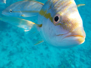 Closeup of face and eye of yellow spotted striped fish